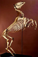 museo anatomia animali domestici foto idiari